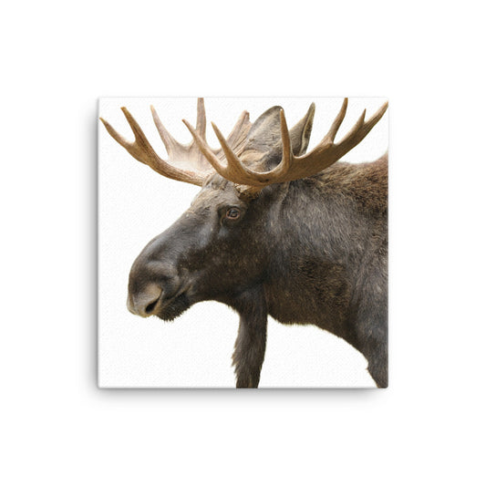 Vermont Moose Canvas